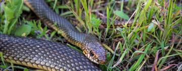 Осторожно, змеи!  Герпетофобам посвящается.