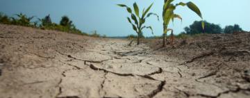 Засуха в Бессарабии признана чрезвычайной ситуацией государственного уровня