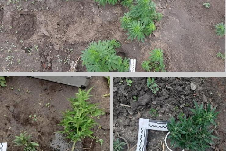 В горшочках на приусадебном участке: жителя Тарутинского района разоблачили в выращивании конопли