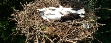 Энергетики и местные жители спасли семью аистов в Одесской области