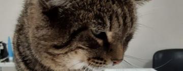 Патрульні поліцейські з одеситкою врятували кота, в якого стріляли з пневматичної зброї