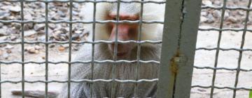 В Одессе гамадрилы совершили побег из зоопарка