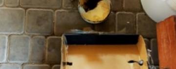 Как выброшенный котёнок из Арциза обрёл дом в Сарате и имя 