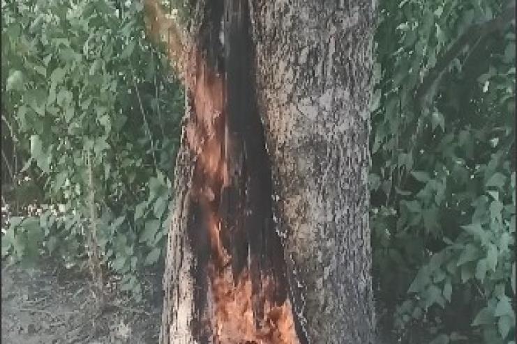 Жители Арциза подозревают, что кто-то поджег дерево вблизи их домов