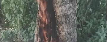 Жители Арциза подозревают, что кто-то поджег дерево вблизи их домов