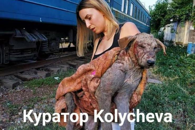 На Одесскую зоозащитницу напала собака, за которой она ухаживала: девушка в реанимации