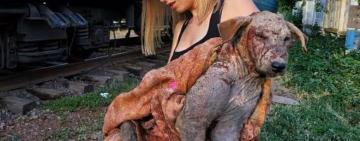 На Одесскую зоозащитницу напала собака, за которой она ухаживала: девушка в реанимации