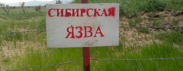 Житель Саратского района госпитализирован с подозрением на сибирскую язву: туши поставляли из Тарутинского района