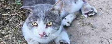 Одесские волонтёры бьют тревогу: малолетние живодёры могут не понести наказание