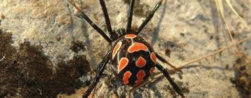 Жительницу Татарбунар укусил каракурт