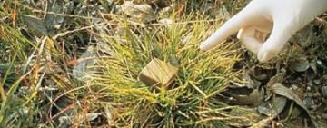 Над Одесчиной будут распылят вакцину от бешенства из самолётов