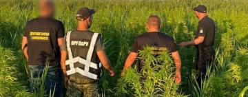 РЕНІ: виявлено насадження конопель загальною площею півтори тисячі квадратних метрів (ФОТО, ВІДЕО)