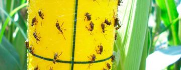 В некоторых хозяйствах Одесской области введен карантин из-за жука