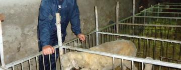 Молодой фермер из Тарутинского района развивает овцеводство