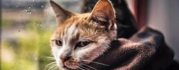 Внимание! Укргидрометцентр предупреждает о резком похолодании и шквальном ветре