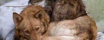 Не отрекаются, любя