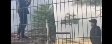 Парень из Одессы залез в клетку ко львам ради крутого селфи