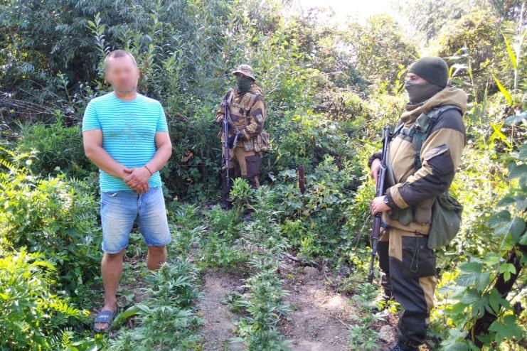 Вилковчанин на островной даче выращивал посевы конопли  