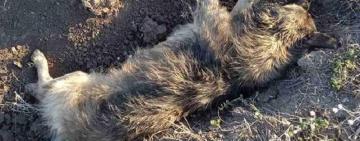 В Одесской области депутат признался, что застрелил пять собак