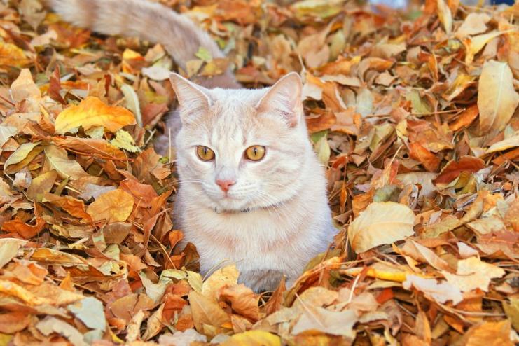 ПРАЗДНИКИ И ВЫХОДНЫЕ В ОКТЯБРЕ: КОГДА И СКОЛЬКО БУДЕМ ОТДЫХАТЬ?