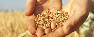 Всеукраїнський Конгрес Фермерів везе зерно фермерам Бесарабії