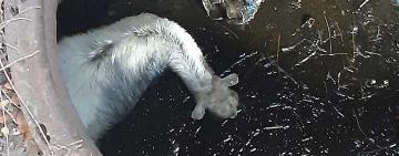 Спасатели Белгород-Днестровского спасли козленка, который упал в емкость с мазутом