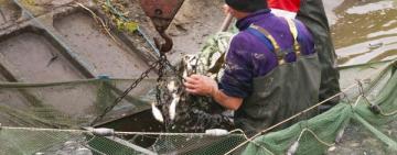 В ОЗЕРО НА ЮГЕ ОДЕССКОЙ ОБЛАСТИ ЗАПУСТИЛИ СВЫШЕ 20 ТОНН МАЛЬКОВ