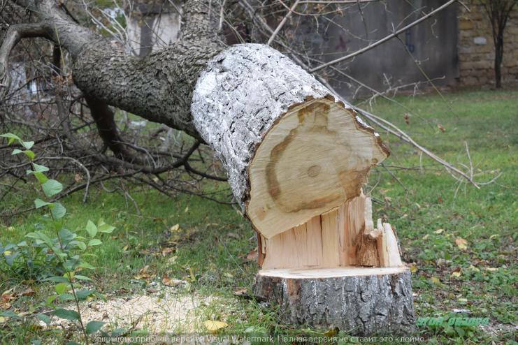 А зло всегда носит имя: массовое уничтожение деревьев в городе Арциз