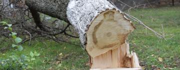 А зло всегда носит имя: массовое уничтожение деревьев в городе Арциз