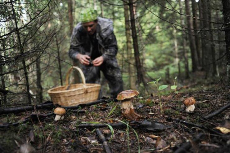 В Одесской области в лесу потерялась семейная пара грибников