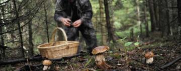 В Одесской области в лесу потерялась семейная пара грибников