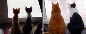 Животные, которые сдружились в детстве и сохранили эту связь на года: 15 фото до и после