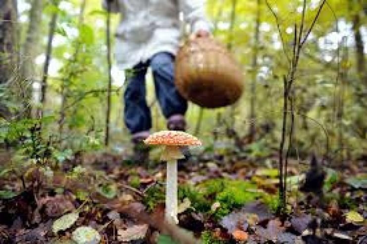 Семья из Тарутинского района отравилась грибами
