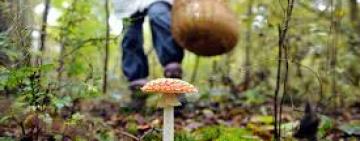 Семья из Тарутинского района отравилась грибами