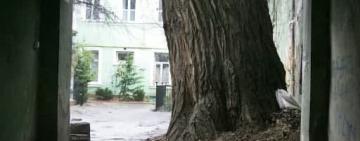 В Одессе неизвестные спилили самый толстый тополь Украины, - ФОТО