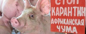 В Одесской области зафиксирована вспышка африканской чумы на нелегальной ферме