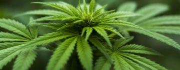 ООН більше не вважає марихуану небезпечним наркотиком