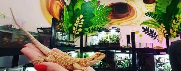 За чашкой кофе с хамелеоном