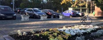 Выкопали на Аллее Славы декоративные растения и продали на рынке:  полиция задержала подозреваемых