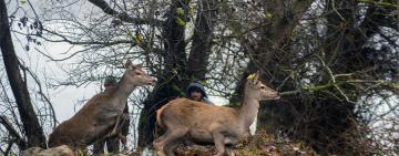 Возле Вилково на острове Ермаков поселились благородные олени и лани