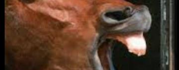 Поцілував коня- залишився без носа