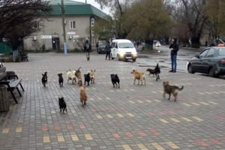 ЖИТТЯ СОБАЧЕ