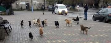 ЖИТТЯ СОБАЧЕ