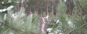 В Одесской области лесоруб ударил копа по голове трубой