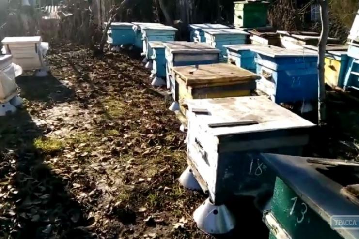 Пчёлы, первоцветы и вернувшиеся пеликаны: аномальная зима на Одесчине