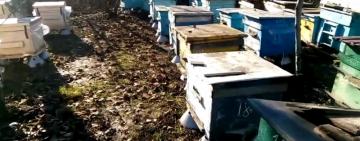 Пчёлы, первоцветы и вернувшиеся пеликаны: аномальная зима на Одесчине