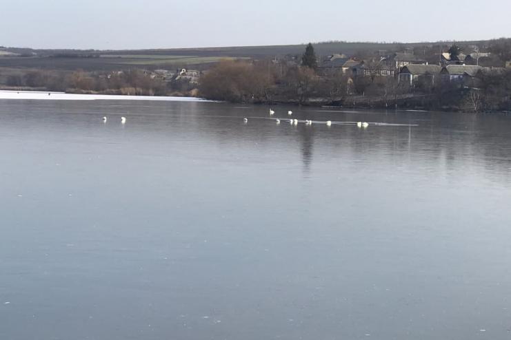 В Одесской области спасали лебедей, которые примерзли к поверхности пруда