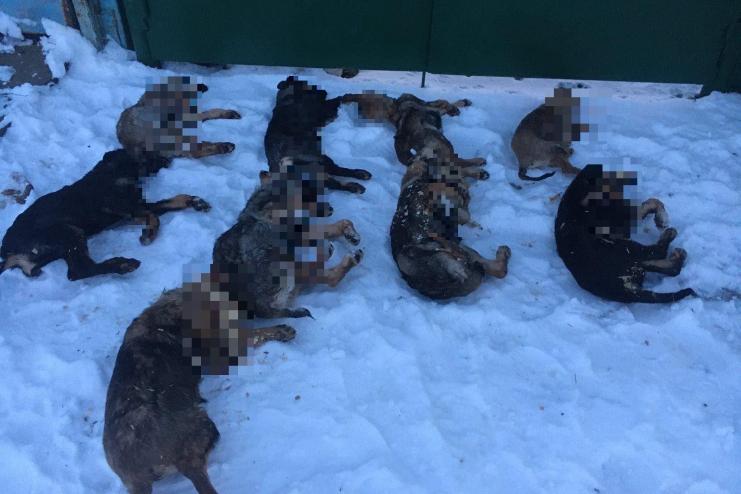 Под Одессой неизвестный живодер отравил десять собак