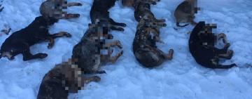 Под Одессой неизвестный живодер отравил десять собак