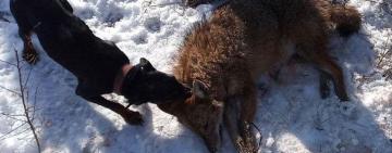 В Татарбунарском районе мужчину искусал бешеный шакал: пострадавший в больнице